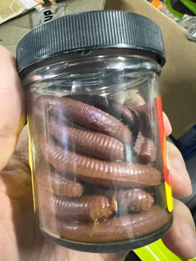 BERKLEY Gulp Nightcrawler - Dark Brown