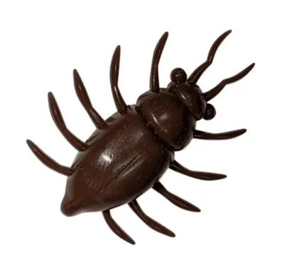 May Bug