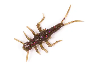 Stonefly 0.75"