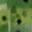 042 Watermelon Seed