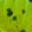419 Chart Pepper
