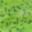 055 Chartreuse/Black