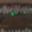 GREEN PUMPKIN GREEN FLAKE