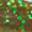 EA#02 Peach Green FLK