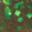 EA#02 Peach Green FLK.