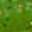 424 Lime Chartreuse