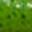 424 Lime Chartreuse
